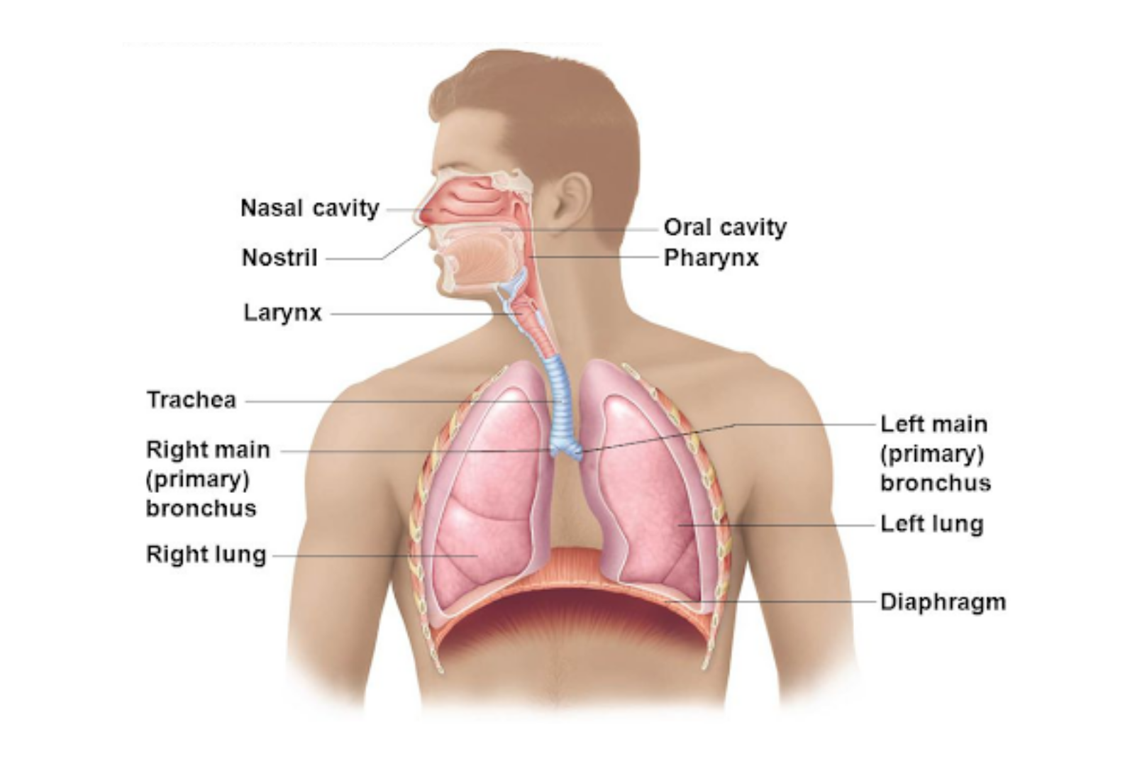 Lung Detox 7 Effective Ways To Cleanse Your Lungs Regency Medical Centre