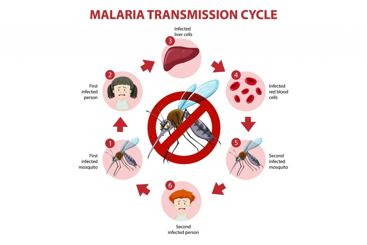 Malaria Causes Symptoms And Treatment Regency Medical Centre