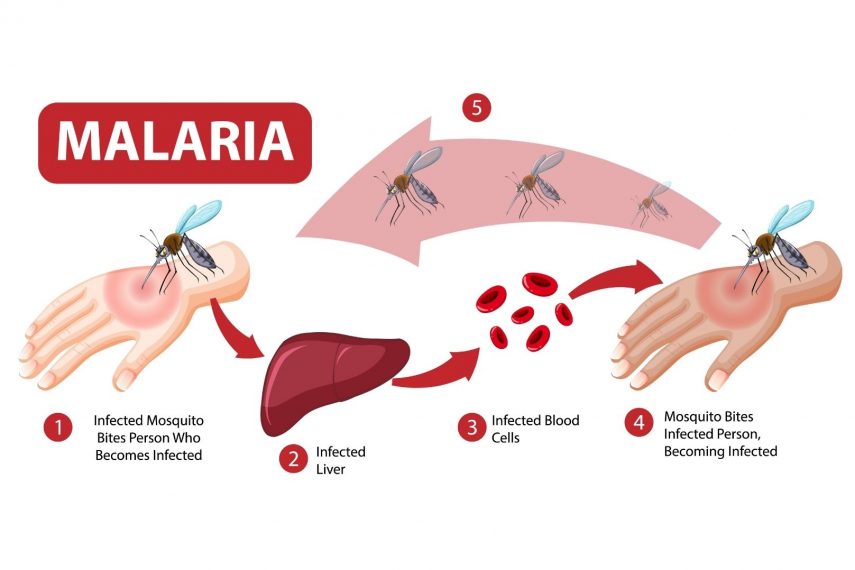 Malaria Causes Symptoms And Treatment Regency Medical Centre